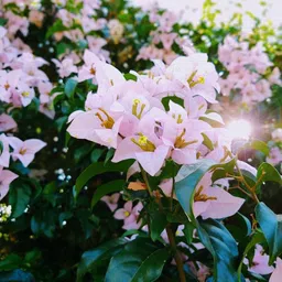 mamoni traders Bougainvillea Plant-picture-14