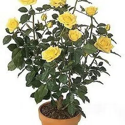 Rose Plant-image-51