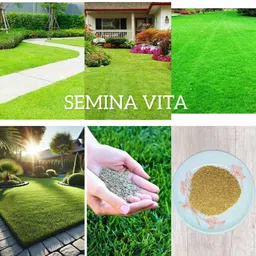 seedkart hybrid lawn ground grass seed Seed-picture-38