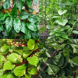 ibains Basella rubra seeds pack of 18 Seed image 4