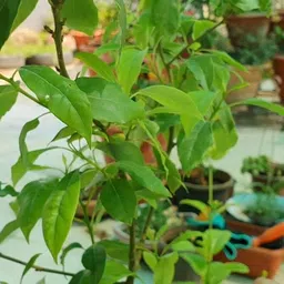 platone Camphor Plant image 3