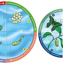 creatives Life Cycle Puzzles Animal Life Cycles & Science Skills Educational Game Ages 5 + image 2