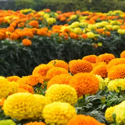 n.g.m. agrocare Marigold Mix Hybrid Flower 1000 Seed image 3