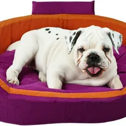 havens dream Dog Bed, Sofas Bed & Chairs Bed With Collur XXL Pet Bed-picture-15