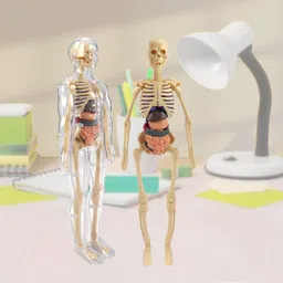 sajeeva 3D Human Body Model for Kids , Fully Transparent Body With 29 Pcs Anatomy Figure-picture-20