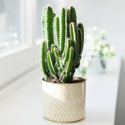 toolquit Elongated Cactus Plant-picture-28