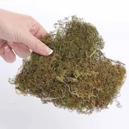 alkarty NATURAL MOSS GRASS SPHAGNUM MOSS FOR PLANTS, PETS, KRAFT, DIY Soil-picture-10