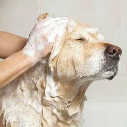 breedo Allergy Relief, Conditioning, Anti-fungal, Anti-microbial, Anti-itching, Anti-dandruff Natural Dog Shampoo image 3