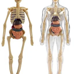 funnstyle Human Body Board Game – 29 Organs & Parts Anatomy Learning Toy for Kids 5+ image 2