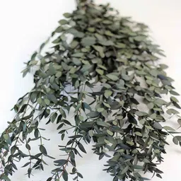 artecasa Set Of 3 Green Eucalyptus Parvifolia Dried Stems image 4