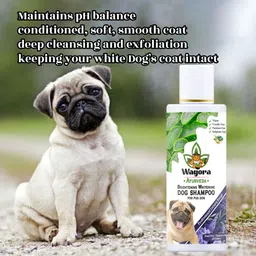 wagora ayurveda Brightening Whitening Pug Dog Shampoo Whitening and Color Enhancing, Conditioning Aloe Vera, Rosemary & Lavender, Natural Fragrance Dog Shampoo image 4