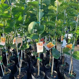 eden of earth Persimmon Plant image 4