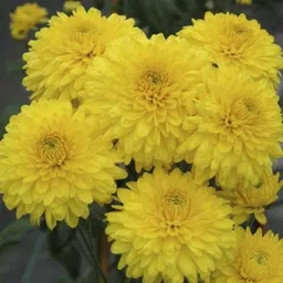 florafusion Chrysenthemum Plant image 2