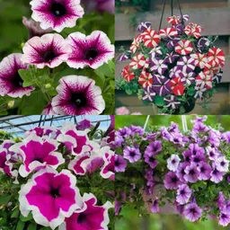 ibains Petunia seeds mix colour pack of 30 Seed-picture-10
