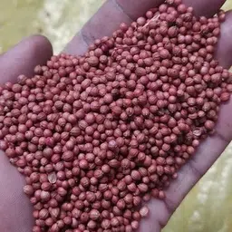 deys agro ™ hybrid coriander seeds for planting,dhanya vegetable Seed image 4