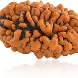 admier 2 Mukhi Nepali Rudraksha Pendant two Faced Rudraksha Natural & Certified Gold-plated Alloy Pendant image 3