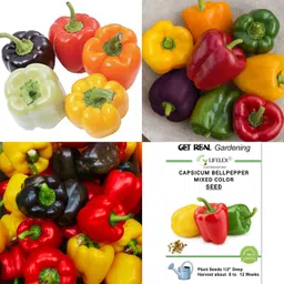 lifelex Capsicum Bellpepper Mixed Color Seed-picture-11