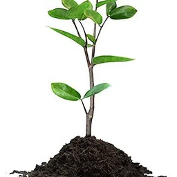 gocoirpith Cocopeat Fine Quality Washed Pith for Garden Soil Manure image 5