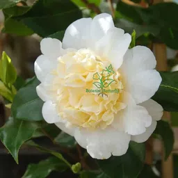 oxiflora Rose Plant-picture-29