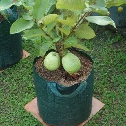 aquinnah Guava Plant image 3