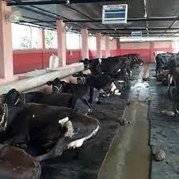 noroix Easy Clean Raised Edges Waterproof Animal Feeding Mat for Cow, Buffalo Cow, Dog, Hamster, Guinea Pig, Miniature Pig Pet Mat image 2