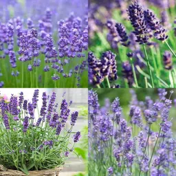 ibains Lavender seeds organic planting no of seeds 47 Seed image 2