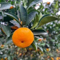 afartiobina Orange Plant image 3