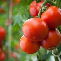 cloud farm tomato seeds/hybrid tomato seeds for plant Seed image 3