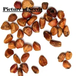 seedsville Mix Rose Gulab Flower Seeds - Fast Growing Hybrid Rose Seed image 4