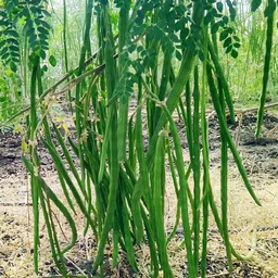 Moringa, Drumstick Seed-image-14