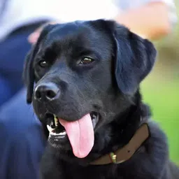 alcazar Nylon Dog Collar With Adjustable Neck Size (Recommended for 24-35KG Pet) Dog Everyday Collar image 4