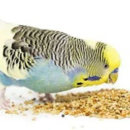 maw & paw dunk n dogs BIRDS FOOD (KANGNI) 1KG PACK Brass Stick For Bird image 4