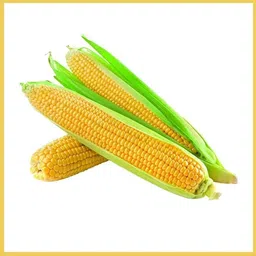 krishnasheeds YELLOW CORN HYBRID SEED Seed image 4