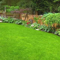 seedkart mexican carpet grass seeds for lawn bij Seed-picture-29