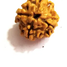 aurra stores 100 % Original & Natural Four Face Char Mukhi 4 Mukhi Rudraksha With JGL Lab Certified Wood Pendant-picture-12