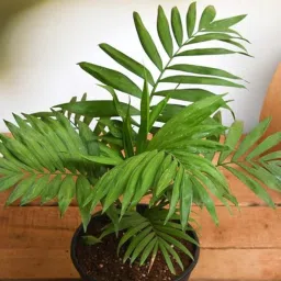 nurserylive Chamaedorea Elegans Parlour Palm With Pot Natural Plant image 1