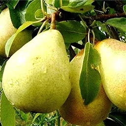 fsk Pear Plant image 2