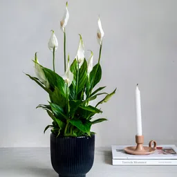 alochuz Peace Lily Plant image 3