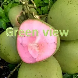 green view Coconut Plant image 4
