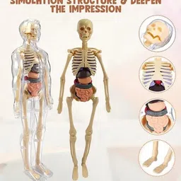 funnstyle Human Body Board Game – 29 Organs & Parts Anatomy Learning Toy for Kids 5+ image 3