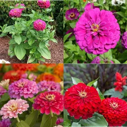 ibains Zinnia flower seeds combo 37 Seed-picture-12