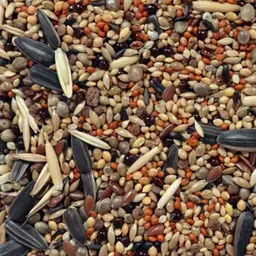 jainsons pet products Mix Food for Budgies Bird Food Ideal for Sparrows, Budgies (Mix Food 1PKT) 0.4 kg Dry Young, Adult Bird Food image 4