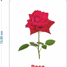 spartan kids Action and Flower Flash cards For Kids ( Flash cards for Kids Combo ) (Set of 2) image 5