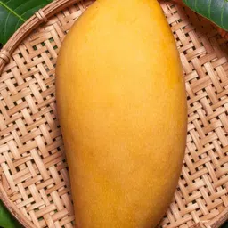 Mango Plant-image-18