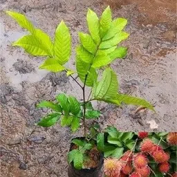 planttoozs ZZ Plant-picture-18