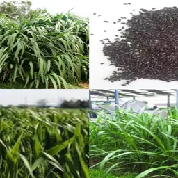 Smart napier grass seeds pack of 5007 Seed-image-8