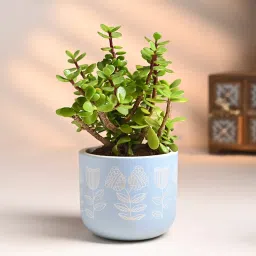 Serene Jade In Hand Painted Blue Terracotta Pot-picture-24