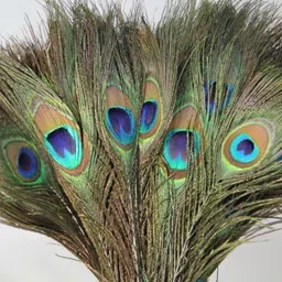 weird Pack of 10 Decorative Feathers-picture-25