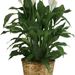 alochuz Peace Lily Plant image 2