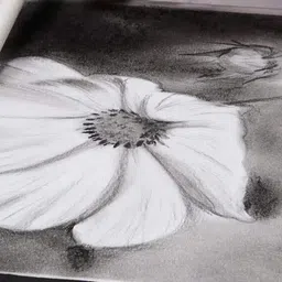 art ranger Art Black Charcoal Pencils with Paper Stumps/Art Blender Graphite Pencils Pencil image 5